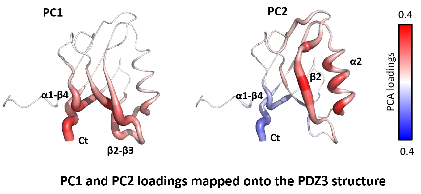 PC1 and PC2 loadings mapped onto the PDZ3 structure.